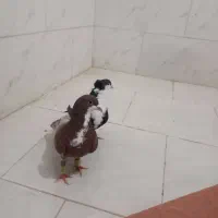 کبوتر|حیوانات|یزد, |دیوار