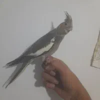 عروس هلندی دستی|پرنده|اصفهان, منتظرالمهدی|دیوار