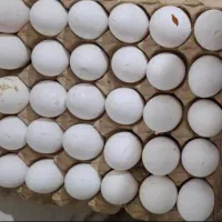 تخم مرغ نوک زده