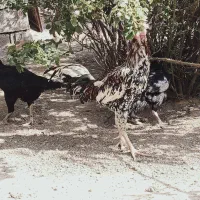 تخم نطفه دار لاری فروشی