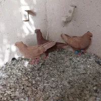 کفتر|پرنده|اهواز, باغ شیخ|دیوار