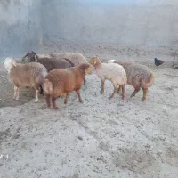 فروش بره نر برای سربریدن و بره پایه پرواری