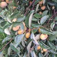 خرمالو|خوردنی و آشامیدنی|رشت, فلسطین|دیوار