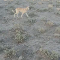 طوله ۴ ماهه