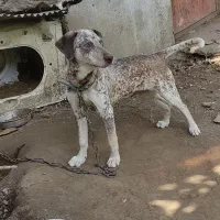 سگ شکاری دالمیشن