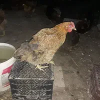 مرغ خانگی تخم گذار سالم هرروز تخم میذارن