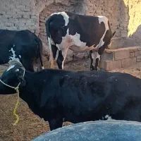 گاوفروشی