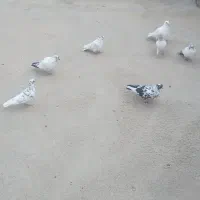 کبوتر|پرنده|بسطام, |دیوار