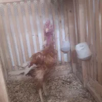 خروس لاری دوسر افغان مخصوص جوجه کشی