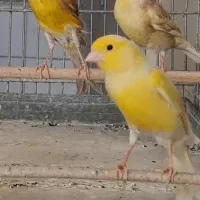 قناری مست دهن زیبا