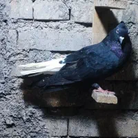 چند عدد پرنده|پرنده|اهواز, عین ۲|دیوار