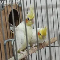 عروس هلندی با قفس