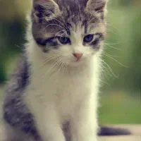 یه گربه خانگی