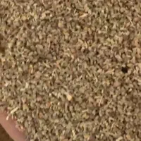 پخش عمده  تخم زنیان سرت تمیز حلیله سیاه وحلیله زرد|خوردنی و آشامیدنی|تهران, تهرانسر شمالی|دیوار