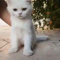 گربه اسکاتیش|گربه|رفسنجان, |دیوار