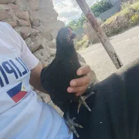 مرغ وخروس