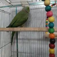 ملنگو|پرنده|اصفهان, عمان سامانی|دیوار