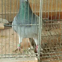 کبوتر یا کفتر پلاکی وپاکستانی|پرنده|پرند, فاز ۳|دیوار