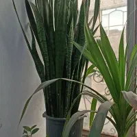 گل و گیاه