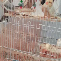 عروس هلندی|پرنده|زابل, |دیوار