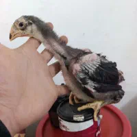 جوجه لاری|حیوانات مزرعه|بابکان, |دیوار