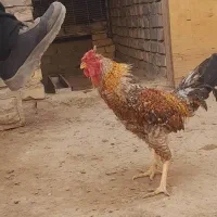 خروس لاری|حیوانات مزرعه|قنوات, |دیوار