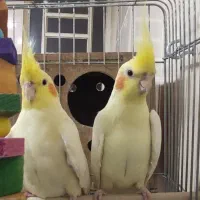 عروس هلندی(پاریس)