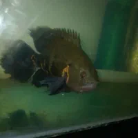 آکواریوم بزرگ و ماهی اسکار بزرگ|ماهی|گرگان, |دیوار