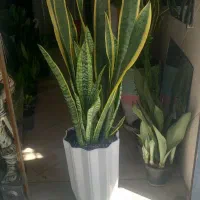 گل فروشی همیشه بهار|گل و گیاه طبیعی|ورامین, ورامین|دیوار