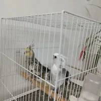 پرنده عروس هلندی جفت