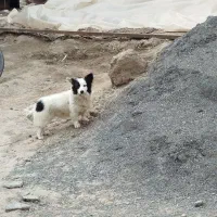 سگ پاکوتا پامر اشپیتژ