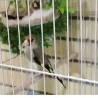 یک جفت سهره در حال تخم گزاشتن /