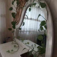 گلدان پتوس