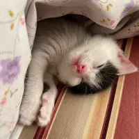 واگذاری میلو خانم