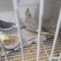 عروس هلندی ماده آماده جفت گلباقالی