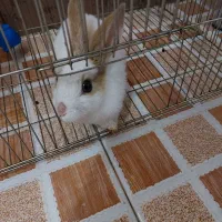 خرگوش مینیاتوری|موش و خرگوش|کرمانشاه, |دیوار