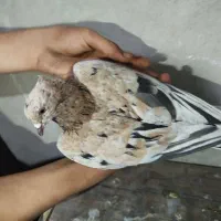 کفتر سار هفت رنگ کاکلی نر پرشی