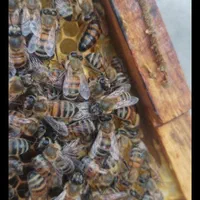 فروش عمده عسل موم و شهد سراب|خوردنی و آشامیدنی|هشتگرد, شهرک دانش|دیوار