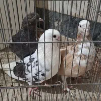 طوقی|پرنده|اردبیل, |دیوار