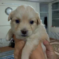 سگ. پاپی. زیبا.