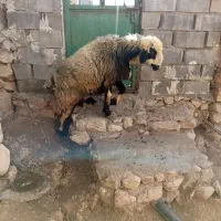 قوچ بره|حیوانات مزرعه|دهدشت, |دیوار