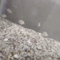 سیچلاید ، فایتر نر و ماده|ماهی|مشهد, امیر آباد|دیوار