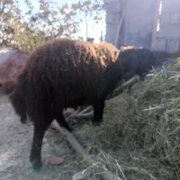 بره قوچ هترو|حیوانات مزرعه|هشتگرد, فشند|دیوار