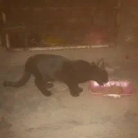 بچه گربه