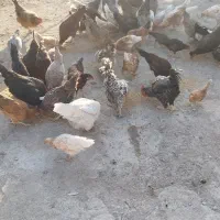 تعدادی مرغ و وارک بفروش میرسد