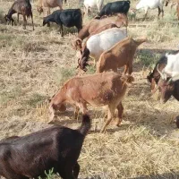 تعدادی بزوبزغاله شیری