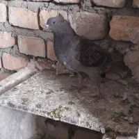 فروش کبوتر|پرنده|بیجار, |دیوار