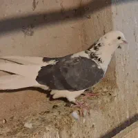 پرشی کفتر|پرنده|قم, انصار‌الحسین|دیوار