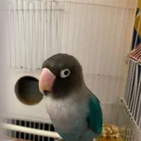 جفت برزیلی بالغ