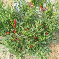 فلفل شمشیری تنددرجه یک|عمدهفروشی|جهرم, |دیوار